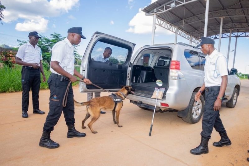 K9 Detection ( EDD & NDD)